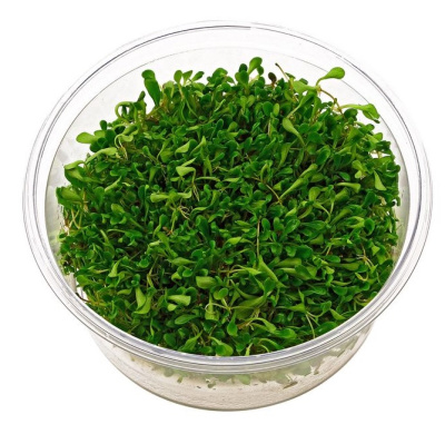 Глоссостигма повойничковая (меристемное растение)